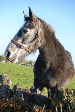 Horse portrait n the meadow