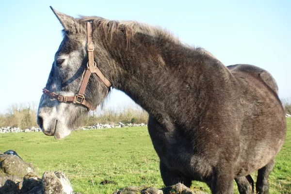 Horse Portrait Meadow — Stock Photo, Image