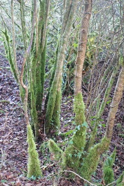 Moss Pokryté Stromy Lese — Stock fotografie