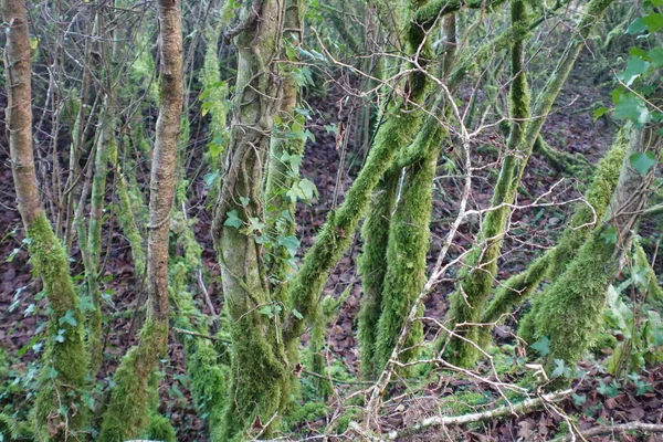 Arbres Couverts Mousse Dans Forêt — Photo