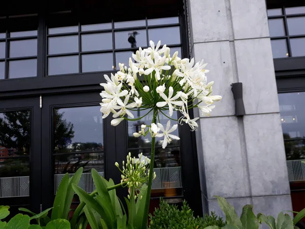 Beautiful Large White Agapanthus Flower Front Building — Photo