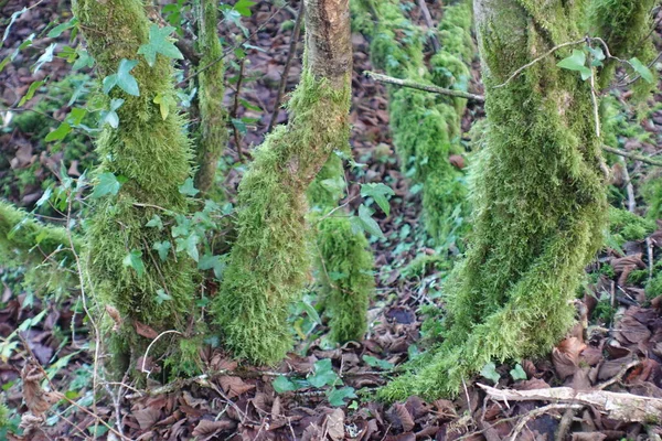 Arbres Couverts Mousse Dans Les Bois — Photo