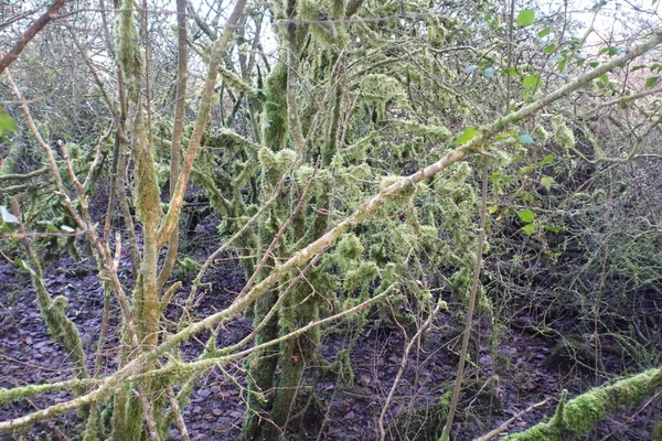 Arbres Couverts Mousse Dans Les Bois — Photo