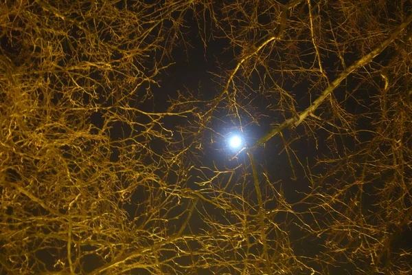 夜晚月光下的老树枝 — 图库照片