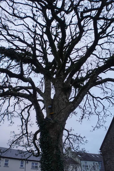 Kışın Ağaçtaki Kargalar — Stok fotoğraf