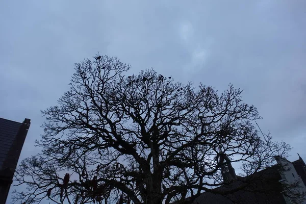 Вороны Зимой Дереве — стоковое фото