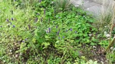 Güzel mor kır çiçekleri Yumuşak bir esintide