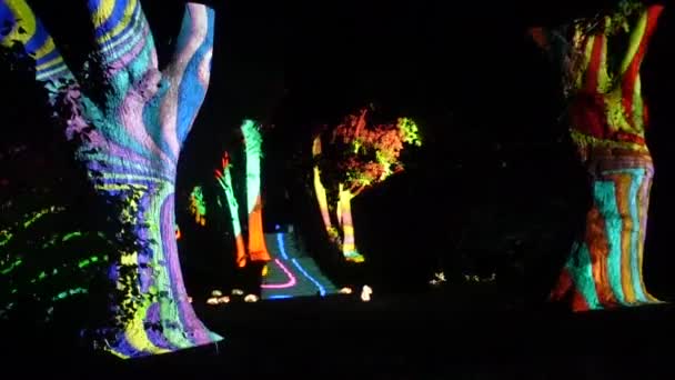 Renkli Işıklarla Aydınlatılmış Ağaçlar — Stok video