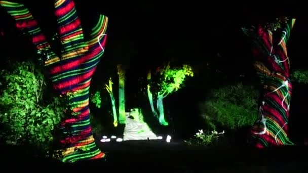 Yavaş Çekimde Renkli Işıklarla Aydınlatılmış Ağaçlar — Stok video