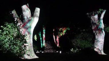 Bazı renklerle aydınlatılmış ağaçlar