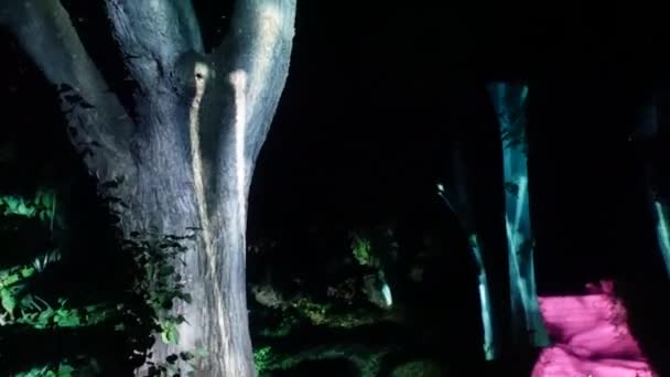 Lginç Işık Hareketiyle Aydınlatılmış Ağaçlar — Stok video