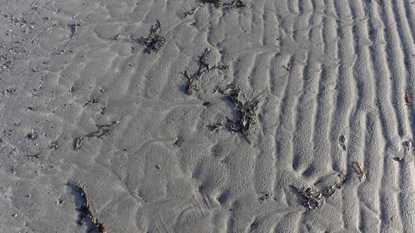 Písečné Pobřeží Oceánu Řasami — Stock fotografie