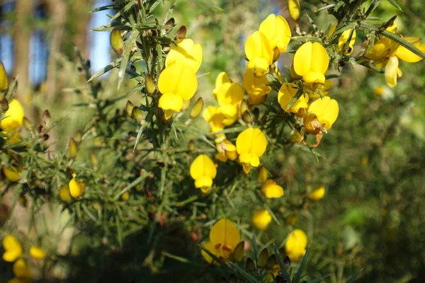 Geel Bloemen Van Het Ierse Landscape Close — Stockfoto