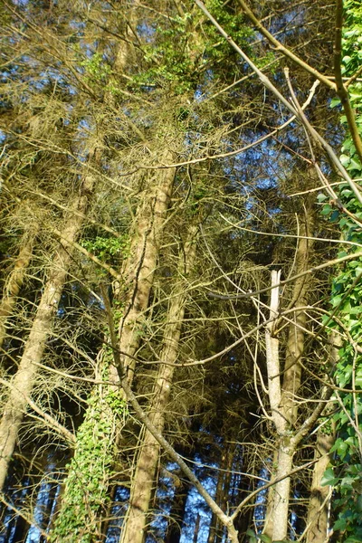 Güneşli Bir Günde Orman — Stok fotoğraf