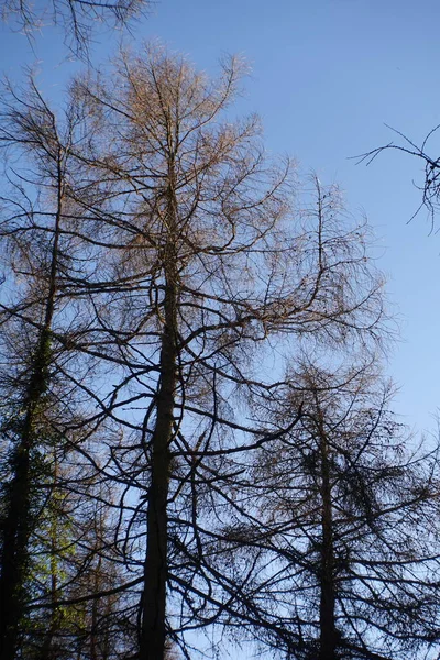 Árvores Muito Altas Inverno — Fotografia de Stock