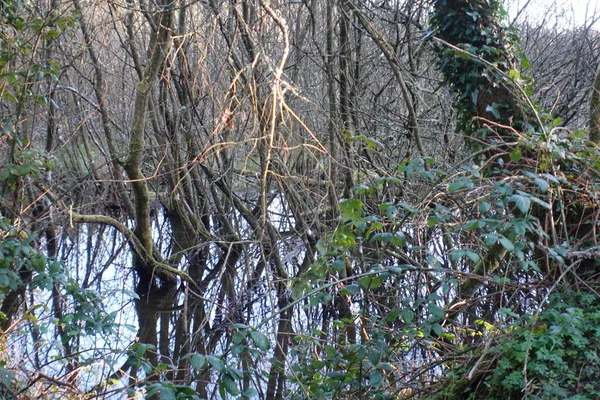 Alberi Nel Piccolo Fiume — Foto Stock