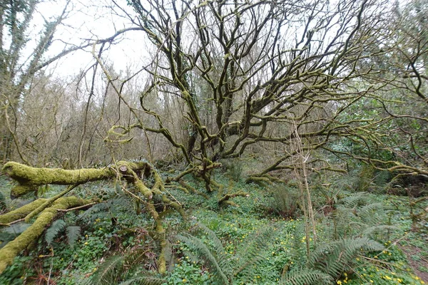 이끼로 뒤덮인 가지들 — 스톡 사진