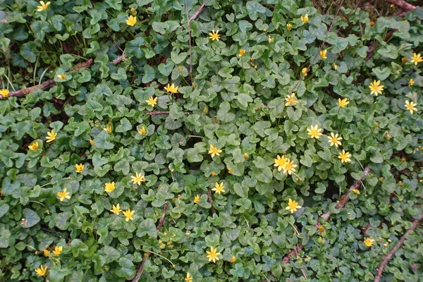 Весной Лесу Цветут Маленькие Желтые Цветы — стоковое фото