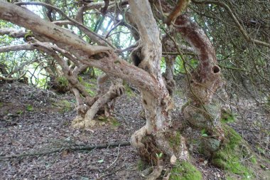 Ormandaki bir ağacın gövdesi.