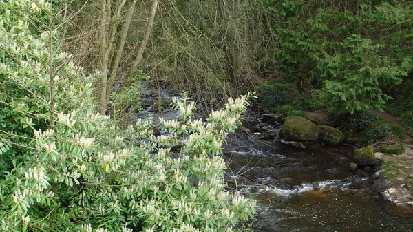 Blooming Bay Leaf Bush River — Stock Photo, Image