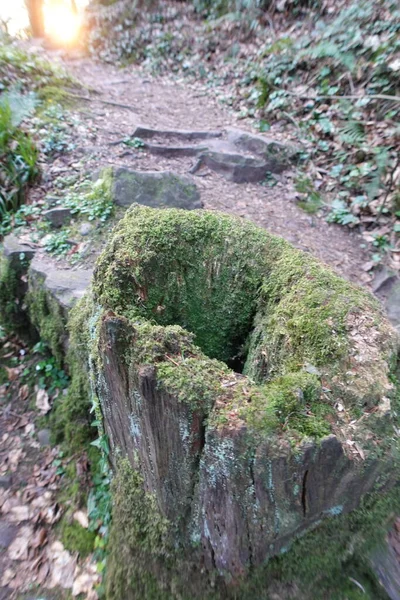 Mossy Hole Cut Log — Stock Photo, Image