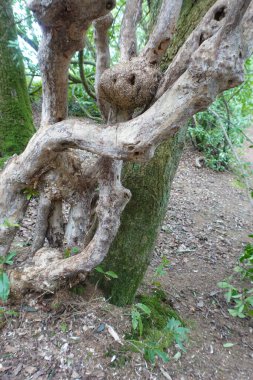 Ormandaki bir ağacın gövdesi.