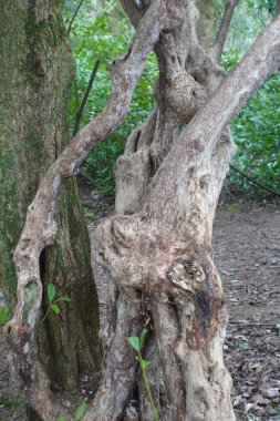 Ormandaki bir ağacın gövdesi.