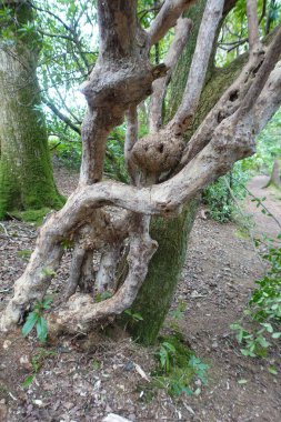 Ormandaki bir ağacın gövdesi.