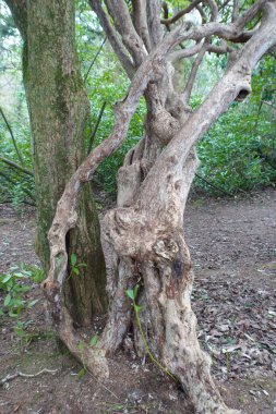 Ormandaki bir ağacın gövdesi.