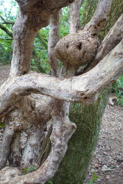 Trunk Tree Woods — Stock Photo, Image