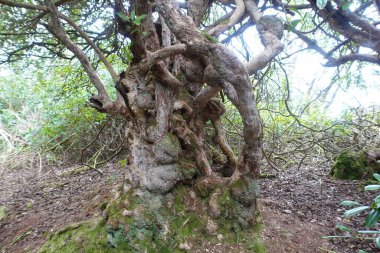Ormandaki bir ağacın gövdesi.
