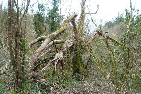 Broken Tree Woods — Stock Photo, Image