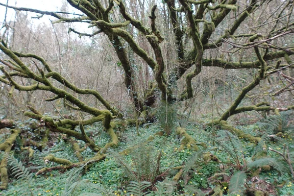Ormandaki Yosun Ağacı — Stok fotoğraf