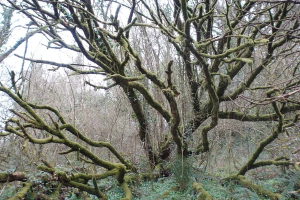 Ormandaki Yosun Ağacı — Stok fotoğraf