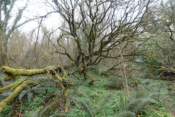 Albero Muschiato Nel Bosco — Foto Stock