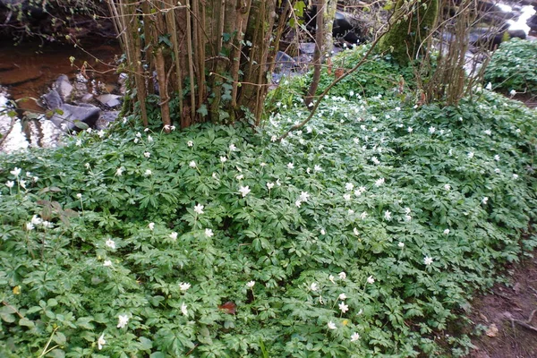 Minuscules Fleurs Blanches Ouvrent Dans Forêt Près Rivière Printemps — Photo