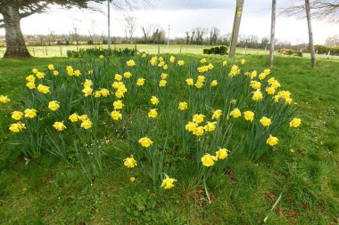 ilkbaharda çiçek açan nergis