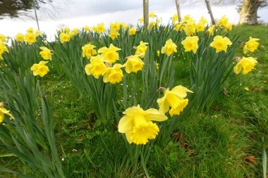 ilkbaharda çiçek açan nergis