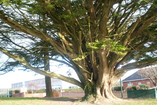 Yolun Kenarındaki Güzel Yaşlı Ağaç — Stok fotoğraf