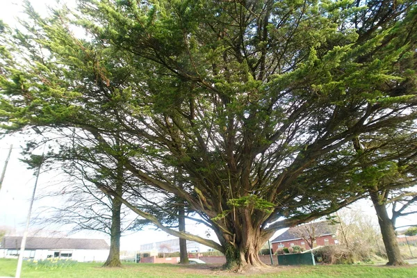 Yolun Kenarındaki Güzel Yaşlı Ağaç — Stok fotoğraf