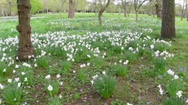 Rüzgâr nergisleri uçurur ilkbaharda parkta