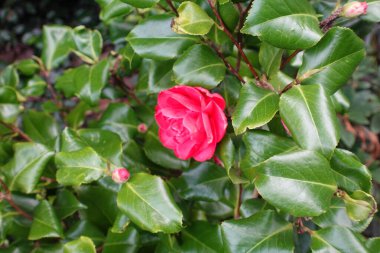 Kamelya baharda çiçek açar.