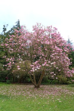 Manolya çiçek bahar