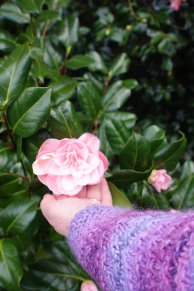 Camellia Tavasszal Virágzik — Stock Fotó