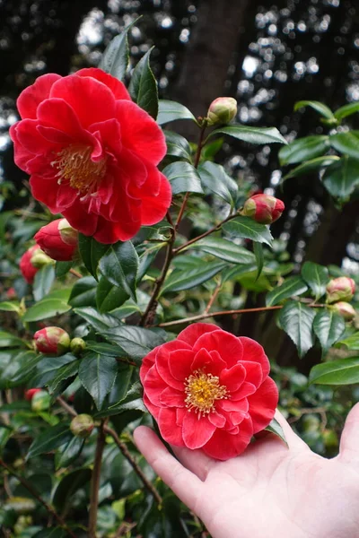 Vörös Kamélia Tavasszal Virágzik — Stock Fotó