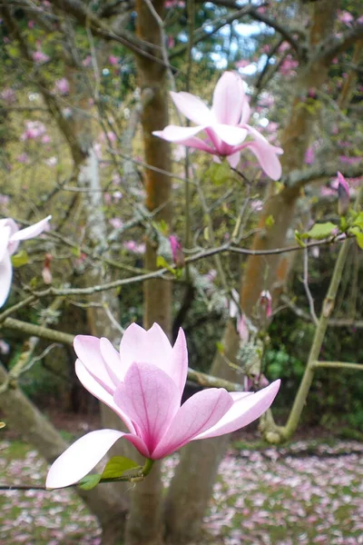 Magnolie Blüht Frühling — Stockfoto