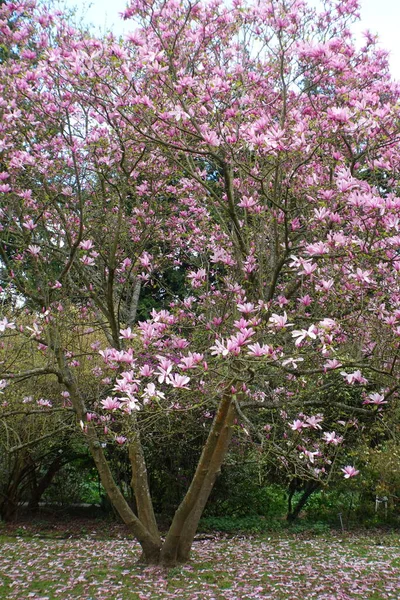 Magnolia Blooms Spring — Stock Photo, Image