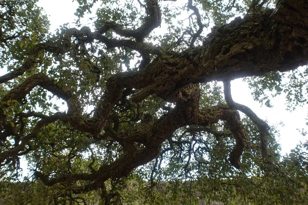 Cork Oak Park Spring — ストック写真