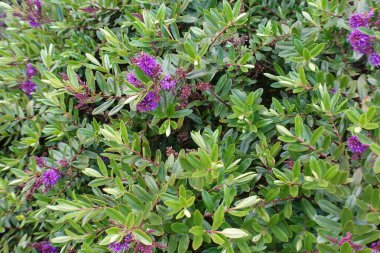 İlkbaharda çalılar açar.