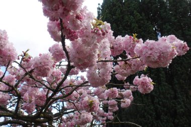 Japon kirazları baharda çiçek açar